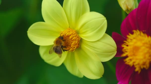 Bumblebee on dahlia flower — Stock Video