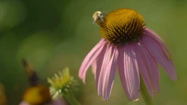Bumblebee su un fiore di Echinacea — Video Stock