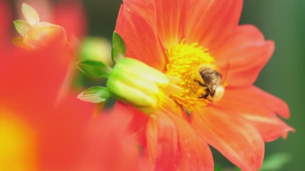 Bourdon sur fleur de dahlia — Video