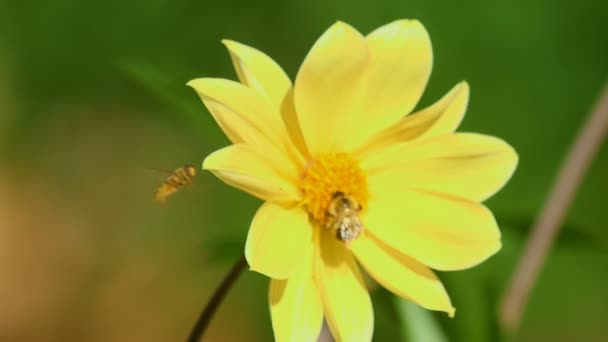 Bumblebee on dahlia flower — Stock Video