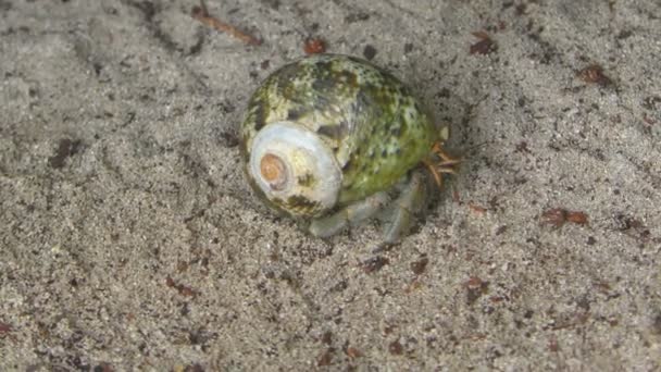 Crabe ermite rampant sur le sable 