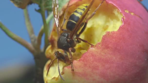 Hornisse frisst roten Apfel — Stockvideo