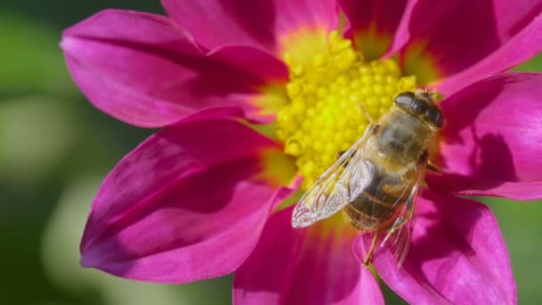Gran mosca en la flor de la dalia, macro — Vídeos de Stock