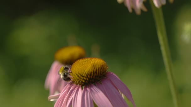 Borboleta e abelha em uma flor de Echinacea — Vídeo de Stock