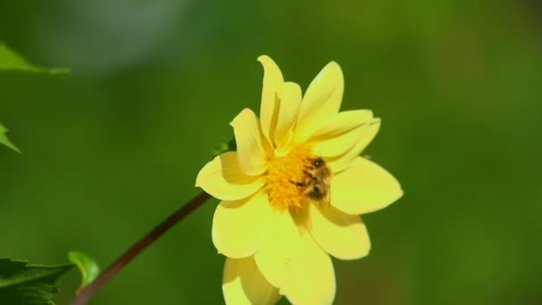 Bumblebee na flor dahlia — Vídeo de Stock