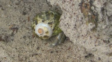 Pavurya kumun üzerinde tarama