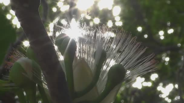 Flor de árvore veneno de peixe — Vídeo de Stock