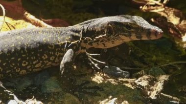 Varanus salvator macromaculatus