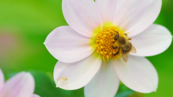 Bumblebee na flor dahlia — Vídeo de Stock