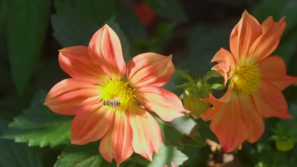 Volar en flor de dalia, macro — Vídeos de Stock