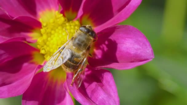 Big fly on dahlia flower, macro — Stock Video
