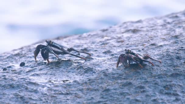 Granchio sulla roccia in spiaggia — Video Stock