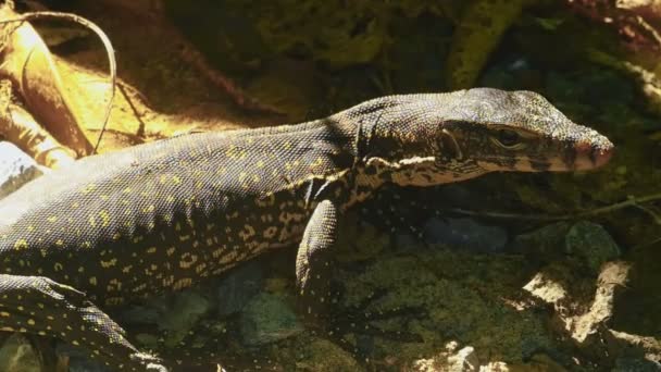 巨蜥 salvator macromaculatus — 图库视频影像