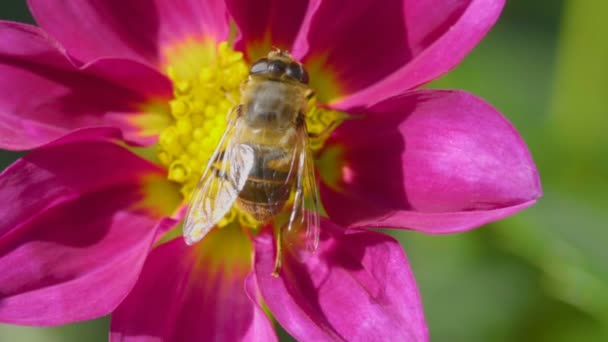 Duża mucha na kwiat Dalia, makro — Wideo stockowe