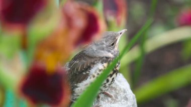 Yavru ardıç kuşu Fieldfare bir taş üzerine oturan
