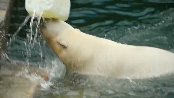 Lední medvěd hry ve vodě — Stock video