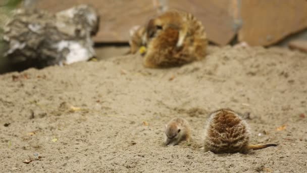 Famille de meerkat jouant en plein air 