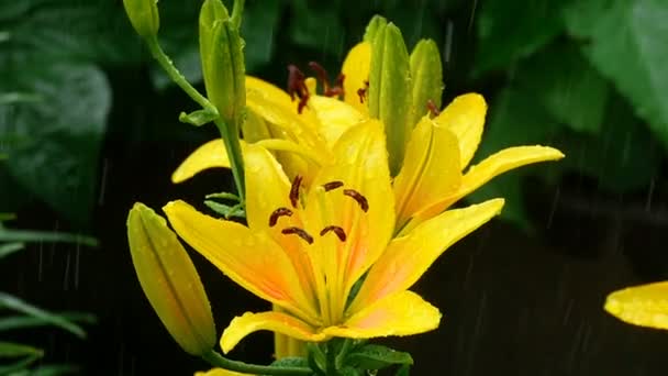 Brotes y pétalos de lirio amarillo después de la lluvia — Vídeos de Stock