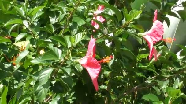 Flores de hibisco balançando ao vento — Vídeo de Stock