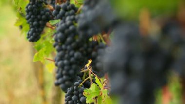 kırmızı üzüm demet