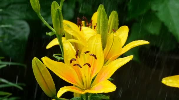 Brotes y pétalos de lirio amarillo bajo la lluvia — Vídeos de Stock