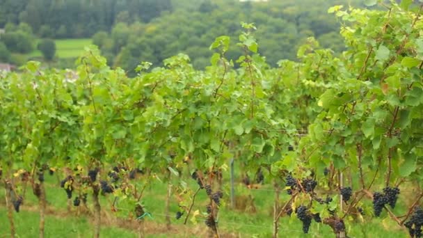 Виноградник в деревне Айзинген — стоковое видео