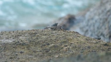 Sahildeki kayadaki yengeç