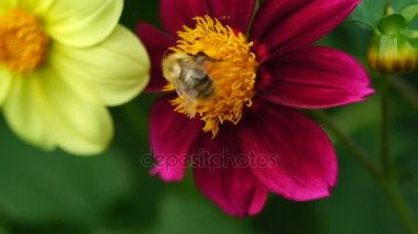 Bumblebee dahlia çiçeği üzerinde