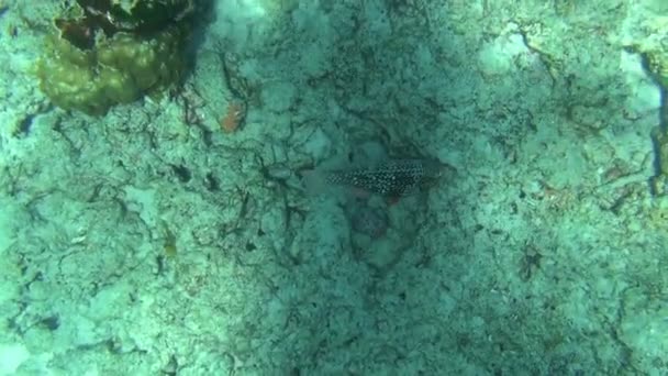 热带鹦鹉鱼 — 图库视频影像
