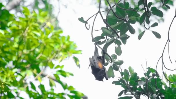 Zorro volador cuelga de una rama de árbol — Vídeos de Stock