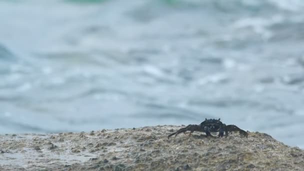 Crab on the rock at the beach — Stock Video