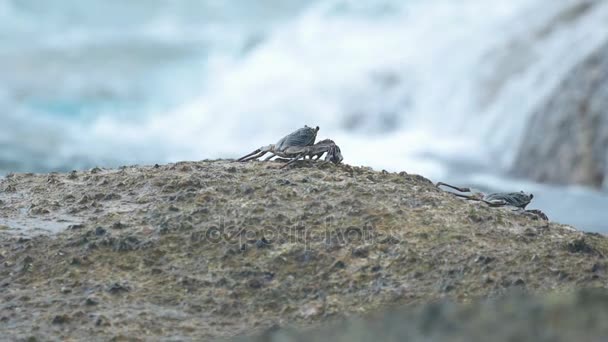 Krabba på klippan vid stranden — Stockvideo