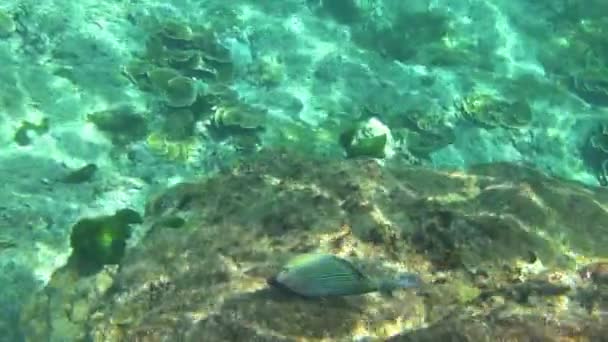 Παπαγάλος τροπικά ψάρια — Αρχείο Βίντεο