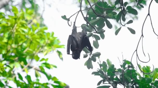 Flying fox hangs on a tree branch — Stock Video