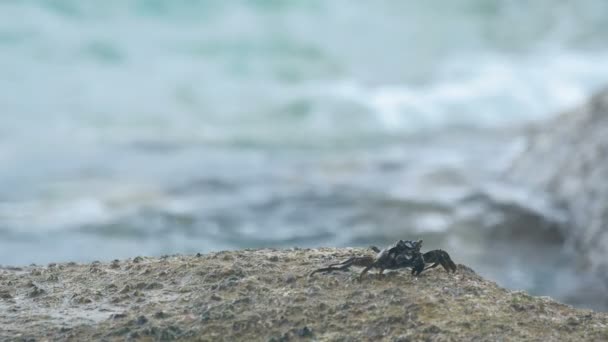 Cangrejo en la roca en la playa — Vídeo de stock