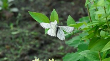 Aporia crataegi-siyah-damarlı beyaz kelebek-