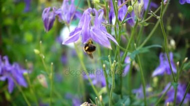 Bumblebee aquilegia çiçek