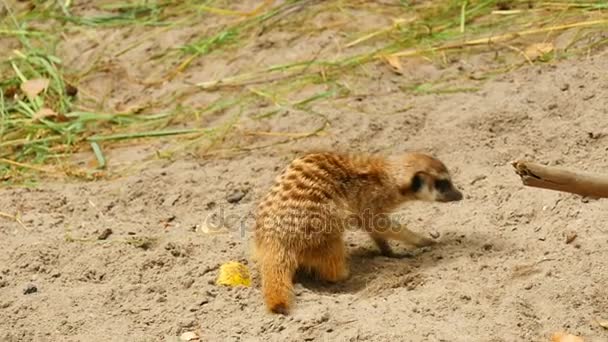 Stokstaartjes graven in het zand — Stockvideo