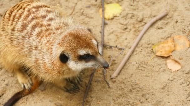 Meerkat se uită afară — Videoclip de stoc