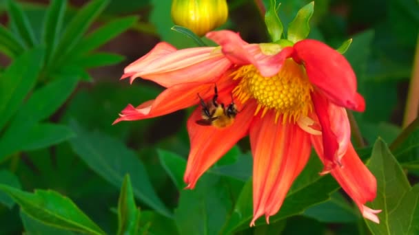 Bumblebee na flor dahlia — Vídeo de Stock