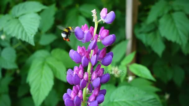 Bumblebee on lupine flowers — Stock Video