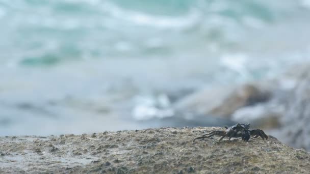 Krabbe auf dem Felsen am Strand — Stockvideo