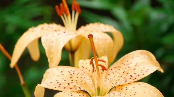 Cremosa flor de lirio bajo la lluvia — Vídeos de Stock