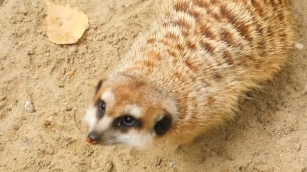 Erdmännchen blickt in die Kamera — Stockvideo