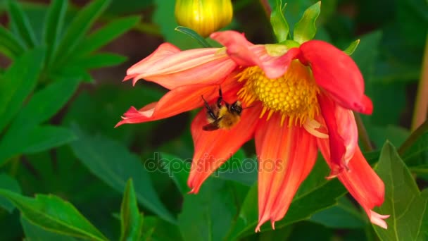 Bumblebee na flor dahlia — Vídeo de Stock