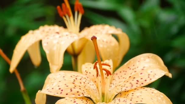 Cremosa flor de lirio bajo la lluvia — Vídeos de Stock