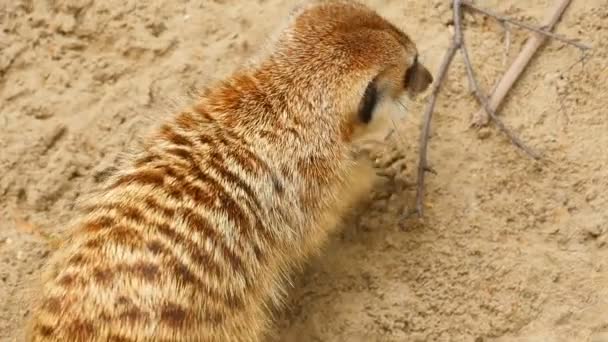 Meerkats копать в песке — стоковое видео