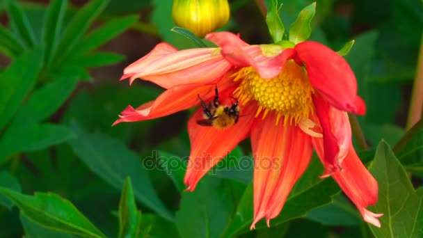 Humla på dahlia blomma — Stockvideo