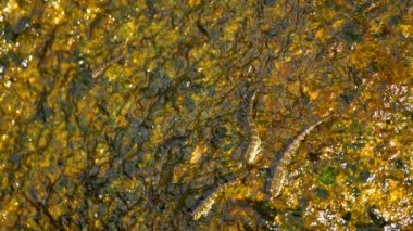 Plajda kayaya Rockskipper balık