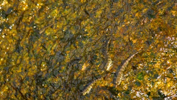 Ikan Rockskipper di batu di pantai — Stok Video